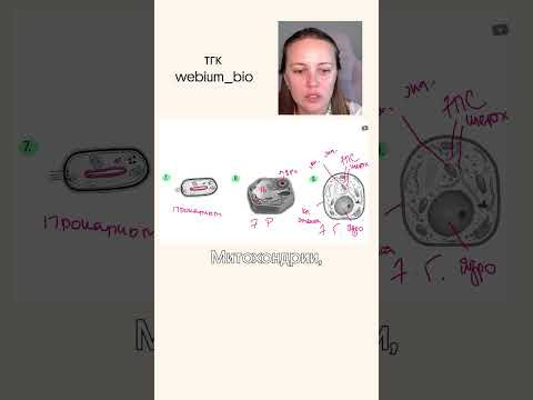 конспекты по биологии в моем тгк: webium_bio #биология #егэ2025 #химбио