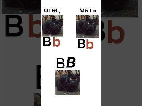 второй закон Менделя#генетика #кошки второй закон Менделя#генетика #кошки