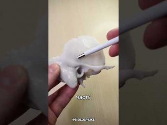 ЧАСТИ ВИСОЧНОЙ КОСТИ