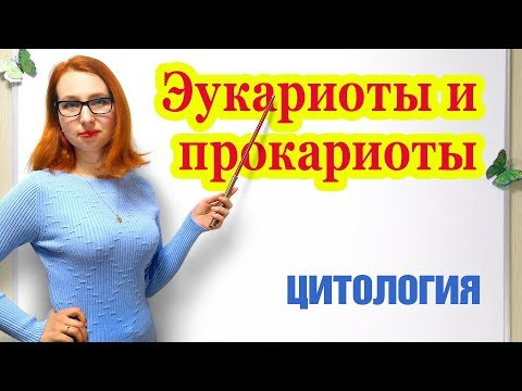 Эукариоты и прокариоты