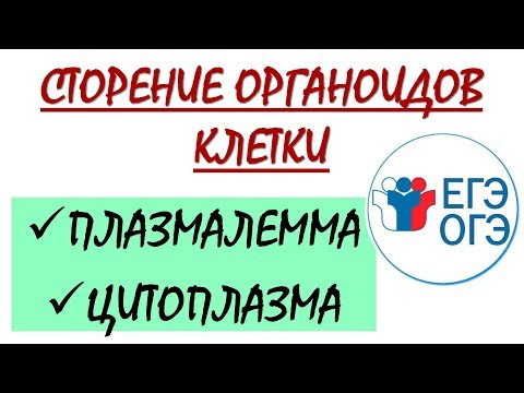 СТРОЕНИЕ ПЛАЗМАЛЕММЫ И СОСТАВ ЦИТОПЛАЗМЫ (ЕГЭ И ОГЭ ПО БИОЛОГИИ) СТРОЕНИЕ ПЛАЗМАЛЕММЫ И СОСТАВ ЦИТОПЛАЗМЫ (ЕГЭ И ОГЭ ПО БИОЛОГИИ)