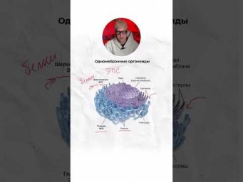 Одномембранные органоиды.Органоиды клетки | Биология с Яном