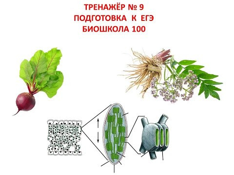 ТРЕНАЖЁР №9 ПОДГОТОВКА К ЕГЭ И ОГЭ