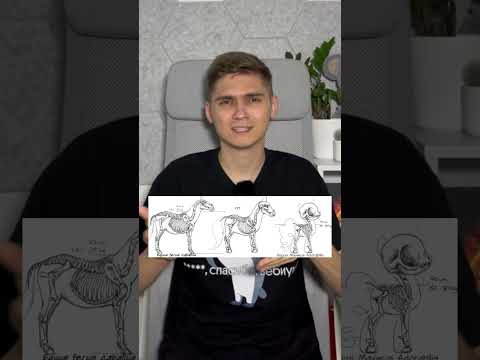 Пони очень хорошие #биология #животные #пони #эволюция #каксдатьегэ