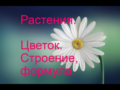 Цветок.
