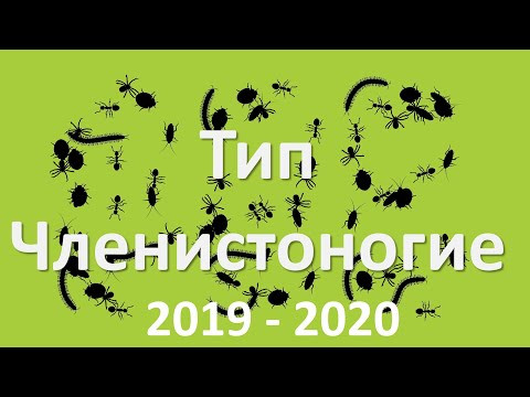10. Членистоногие (7 класс) - биология, подготовка к ЕГЭ и ОГЭ 2020 10. Членистоногие (7 класс) - биология, подготовка к ЕГЭ и ОГЭ 2020