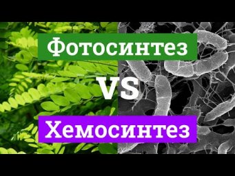 Сравнение ФОТОСИНТЕЗА и ХЕМОСИНТЕЗА