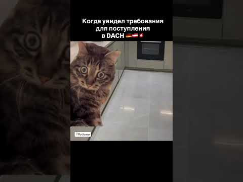 Думаете про поступление ребёнка в вуз в Германии, Австрии или Швейцарии? Думаете про поступление ребёнка в вуз в Германии, Австрии или Швейцарии?