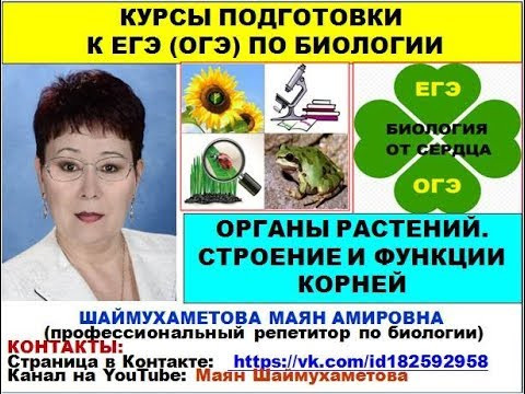 ОРГАНЫ РАСТЕНИЙ. КОРНИ: СТРОЕНИЕ, ФУНКЦИИ, ВИДОИЗМЕНЕНИЯ