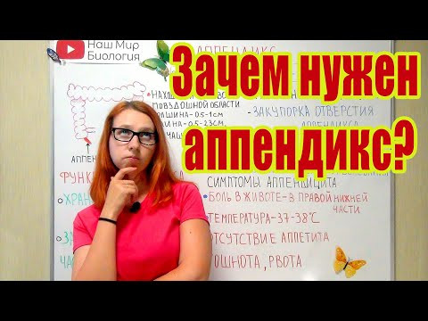 Зачем нужен аппендикс? Что такое аппендицит? Зачем нужен аппендикс? Что такое аппендицит?