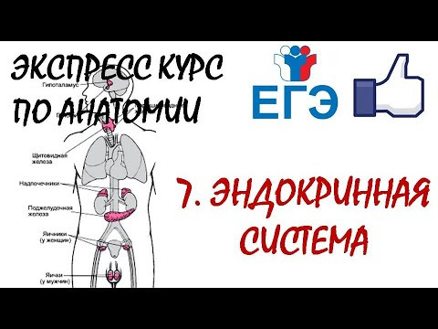 ЭНДОКРИННАЯ СИСТЕМА | Теория для ЕГЭ ЭНДОКРИННАЯ СИСТЕМА | Теория для ЕГЭ