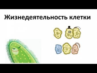 7. Процессы в жизни клетки (5 класс) - введение в Биологию