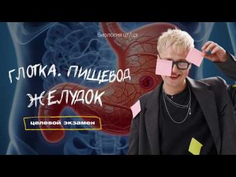 ГЛОТКА. ПИЩЕВОД. ЖЕЛУДОК | Целевой экзамен