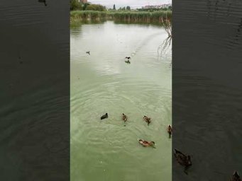 Каждому своё 