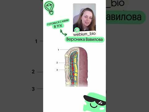 Картинка по пищеварительной системе, которая может попасться на ЕГЭ! 