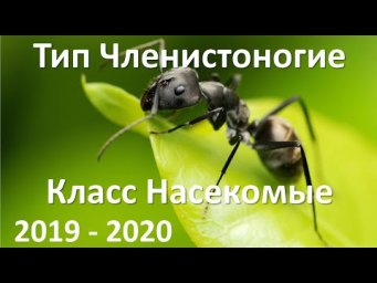 13. Насекомые (7 класс) - биология, подготовка к ЕГЭ и ОГЭ 2020