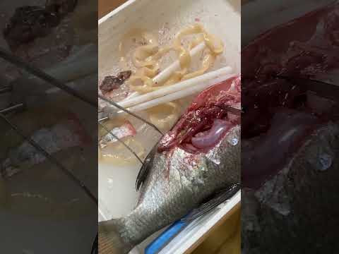 Рыба на выезде в ОЦ Команда Рыба на выезде в ОЦ Команда