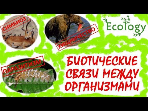 БИОТИЧЕСКИЕ СВЯЗИ МЕЖДУ ОРГАНИЗМАМИ