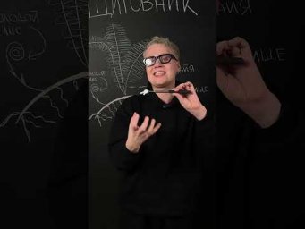Строение папоротников | Биология с Яном