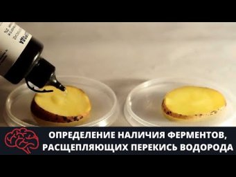 Определение наличия ферментов, расщепляющих перекись водорода Опыт