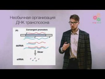 Перестройки генома. Транспозоны и гонка вооружений (без музыки)