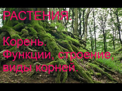 Строение и функции Корня. Подготовка ЕГЭ.
