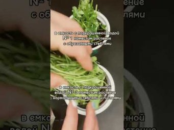 Проводящие ткани и восходящий ток в ОГЭ и ЕГЭ по биологии