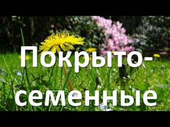 20. Покрытосеменные (6 класс) - биология, подготовка к ЕГЭ и ОГЭ 2019 20. Покрытосеменные (6 класс) - биология, подготовка к ЕГЭ и ОГЭ 2019
