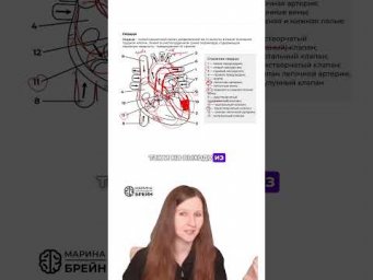 РАЗНОВИДНОСТЬ КЛАПАНОВ СЕРДЦА #биология #биологияегэ