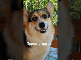 Корги говорит по-испански #испания #испаниясегодня #испанскийязык