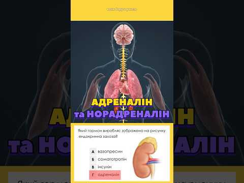 Розбір тестів з біології #нмт #biology #біологіянмт #нмт2026 Розбір тестів з біології #нмт #biology #біологіянмт #нмт2026