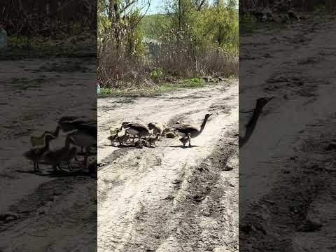 21 квітня 2026 р.