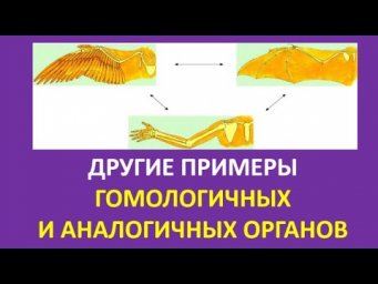 12. Другие примеры гомологичных и аналогичных органов
