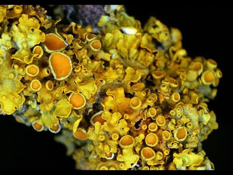 Лишайники - особая группа организмов