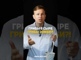 Грибы в сыре, грибы зомби?! 