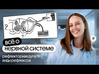 ВСЕ О НЕРВНОЙ СИСТЕМЕ | ЕГЭ по биологи 2026