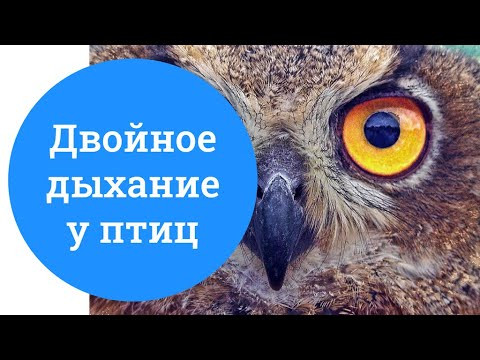 Двойное дыхание у птиц, особенности строения легких птиц