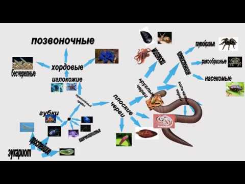 Школьная био: Эволюционное дерево животных. Школьная био: Эволюционное дерево животных.