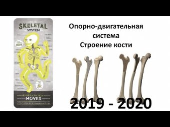 9. Строение кости (8 класс) - биология, подготовка к ЕГЭ и ОГЭ 2020