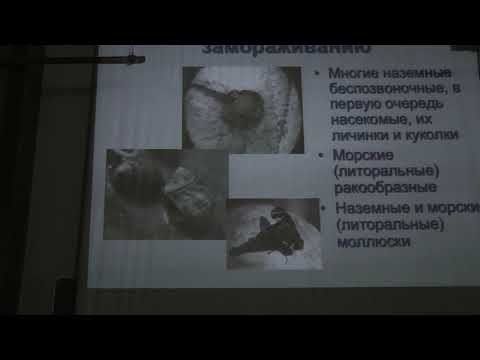 Механизмы адаптации животных к экстремальным температурам. Рубцов А.М. 11.04.2015 часть 2 edit