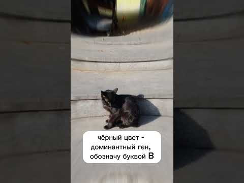 третий закон Менделя, первая часть, не смог впихнуть его в один шортс. #генетика #кошки третий закон Менделя, первая часть, не смог впихнуть его в один шортс. #генетика #кошки