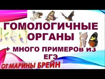 Гомологичные органы + примеры из ЕГЭ и ОГЭ