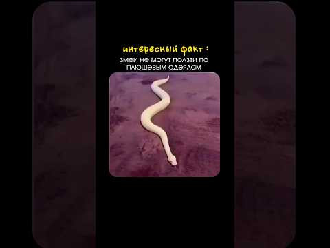интересный факт из мира животных