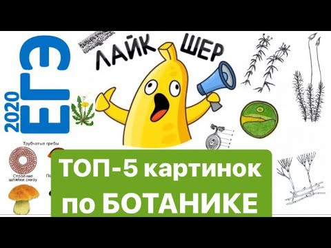 ТОП-5 картинок, рисунков и схем по БОТАНИКЕ на ЕГЭ, ОГЭ. Самые популярные схемы и рисунки к ЕГЭ,ОГЭ