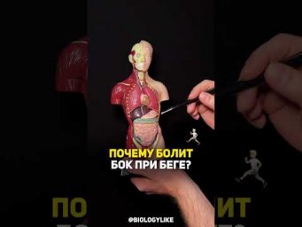 Почему болит бок при физических нагрузках?!  #биология #спорт