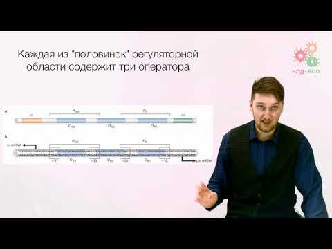 Регуляция работы генов. Регуляция транскрипции у прокариот. Часть 2 (без музыки) Регуляция работы генов. Регуляция транскрипции у прокариот. Часть 2 (без музыки)