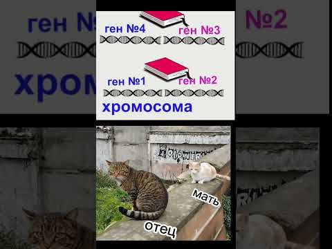 Пробую объяснить концепции днк и хромосом) #генетика #кошки Пробую объяснить концепции днк и хромосом) #генетика #кошки