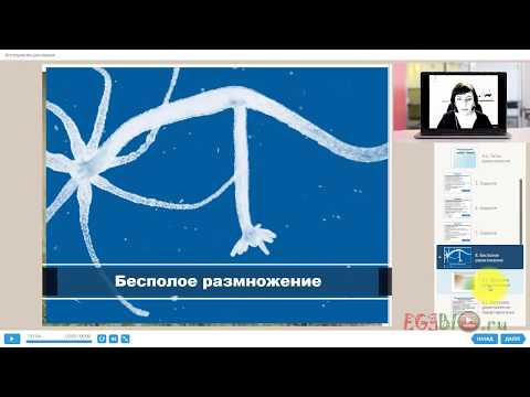 Бесполое и половое размножение. Видеоуроки биологии на egebio.ru Бесполое и половое размножение. Видеоуроки биологии на egebio.ru