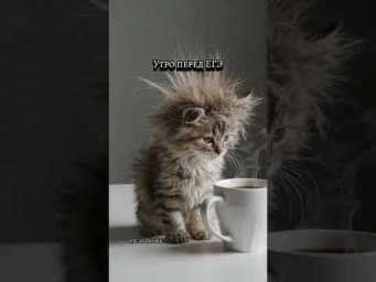 Котенок собирается на егэ #химияегэ