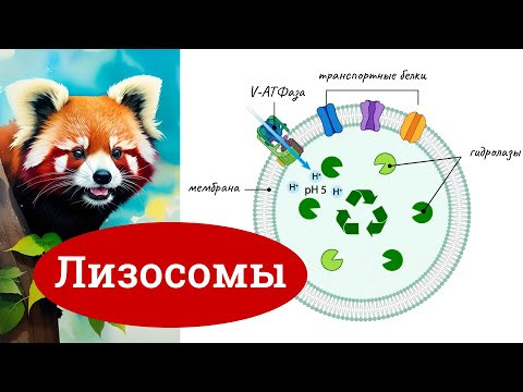 Строение клетки &ndash; ЛИЗОСОМЫ: образование, функции, строение, первичные и вторичные лизосомы